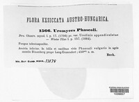 Uromyces appendiculatus image